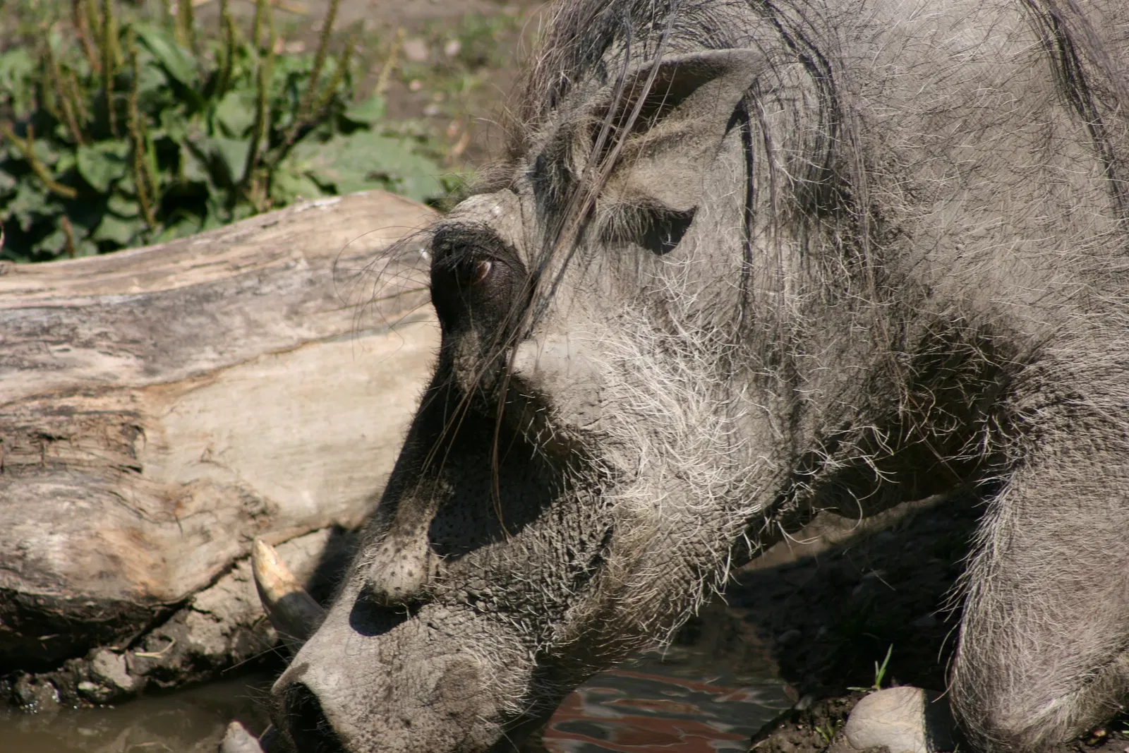 Zoológico de Calgary