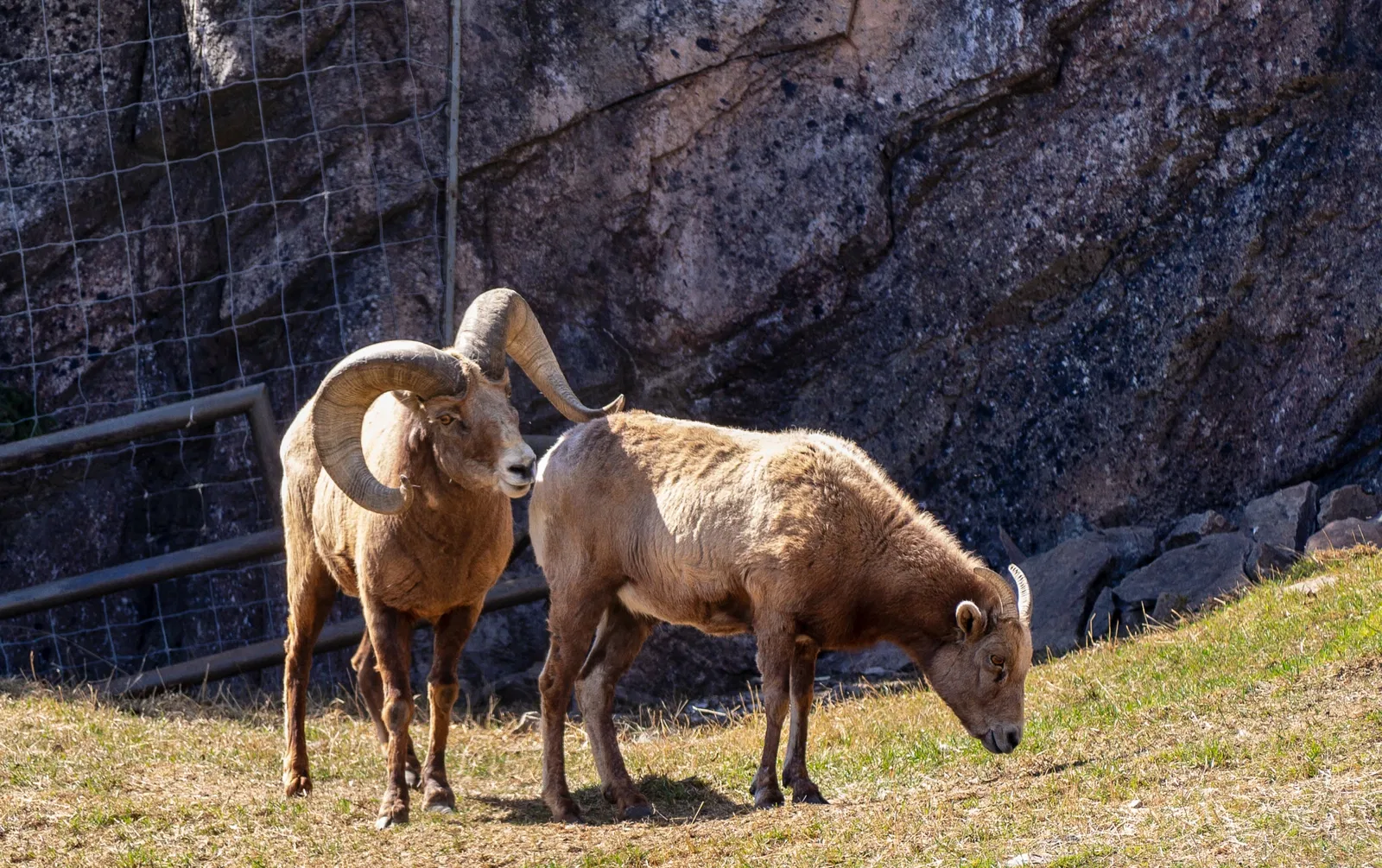Zoológico de Calgary
