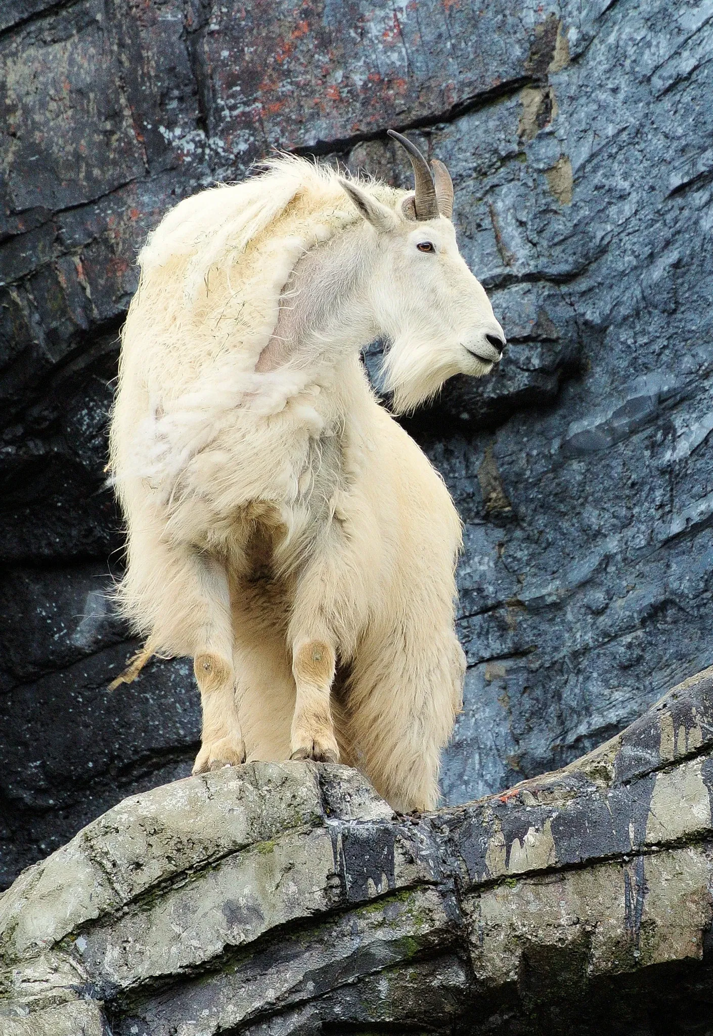 Zoológico de Calgary