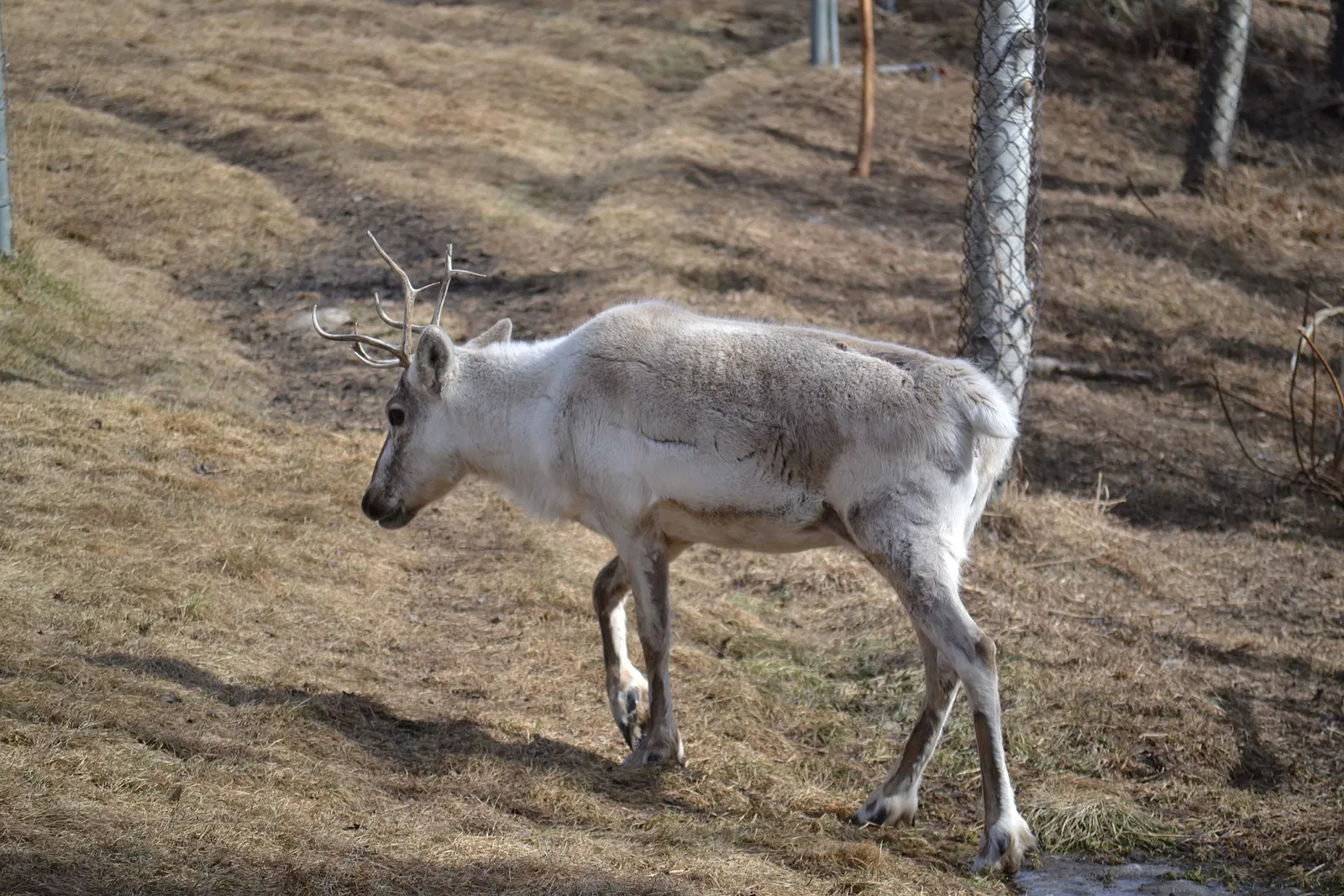 Zoo de Calgary