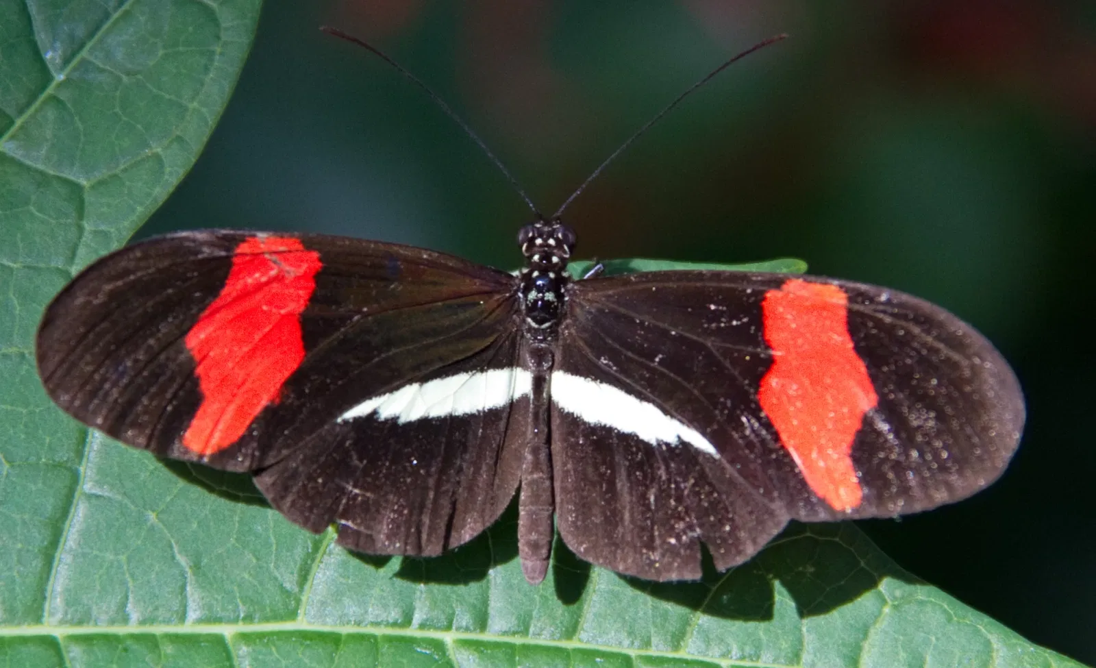 Zoológico de Calgary