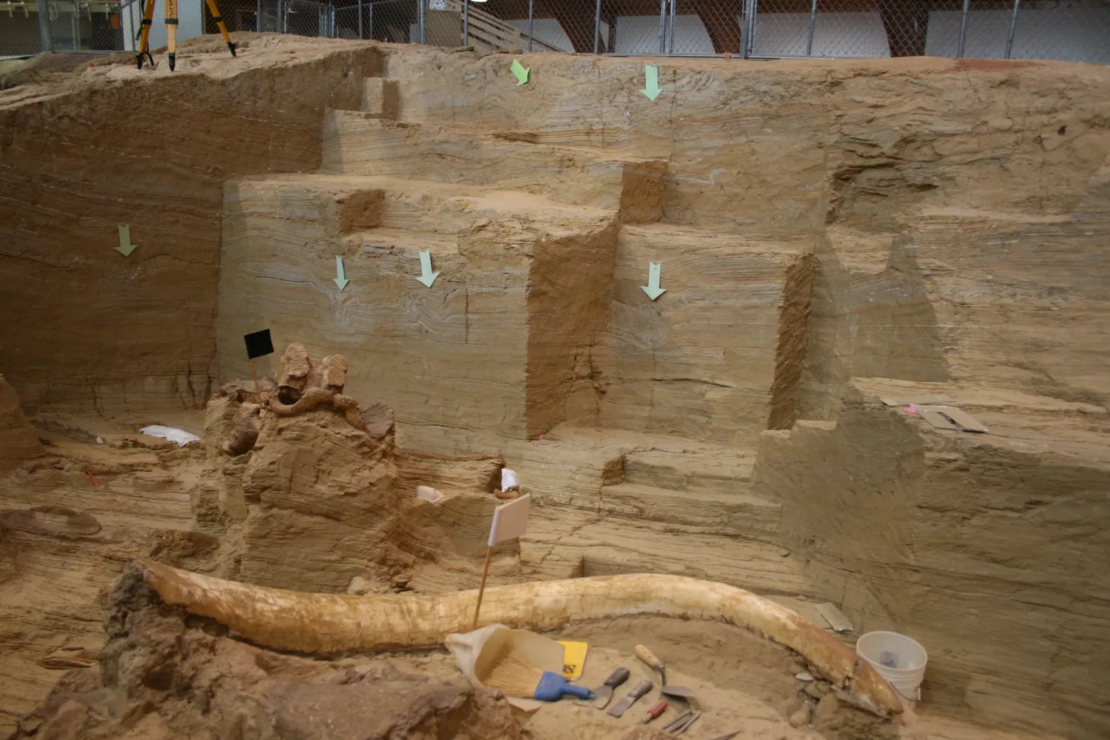 The Mammoth Site of Hot Springs