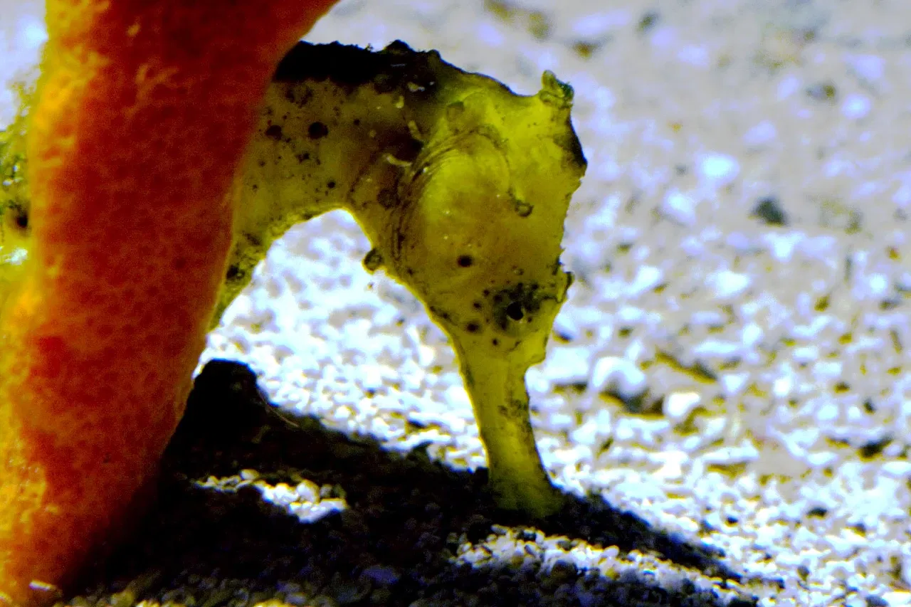Maui Ocean Center - Aquarium of Hawai'i