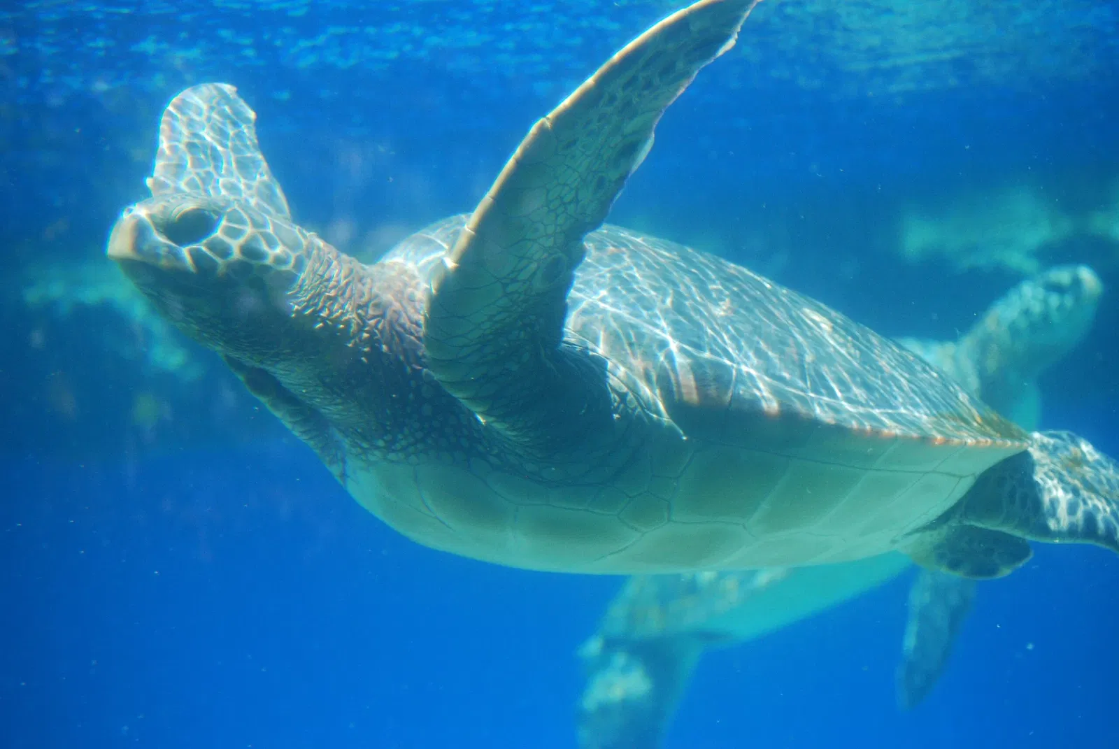 Maui Ocean Center - Aquarium of Hawai'i