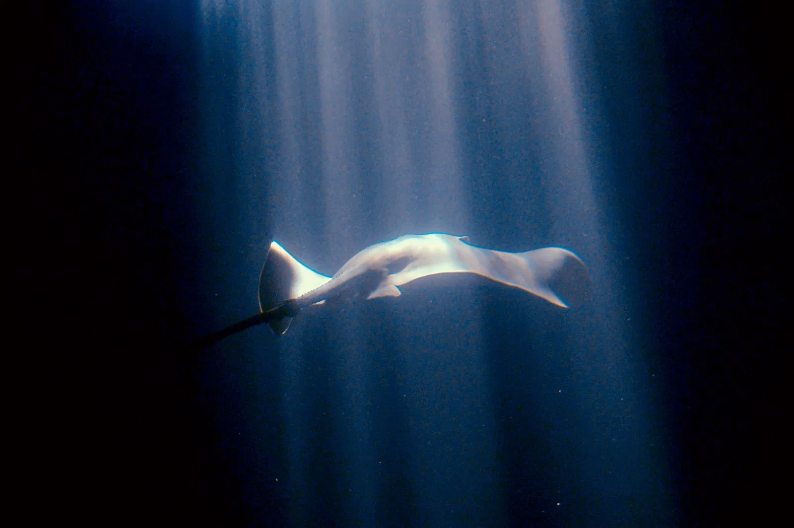 Maui Ocean Center - Aquarium of Hawai'i
