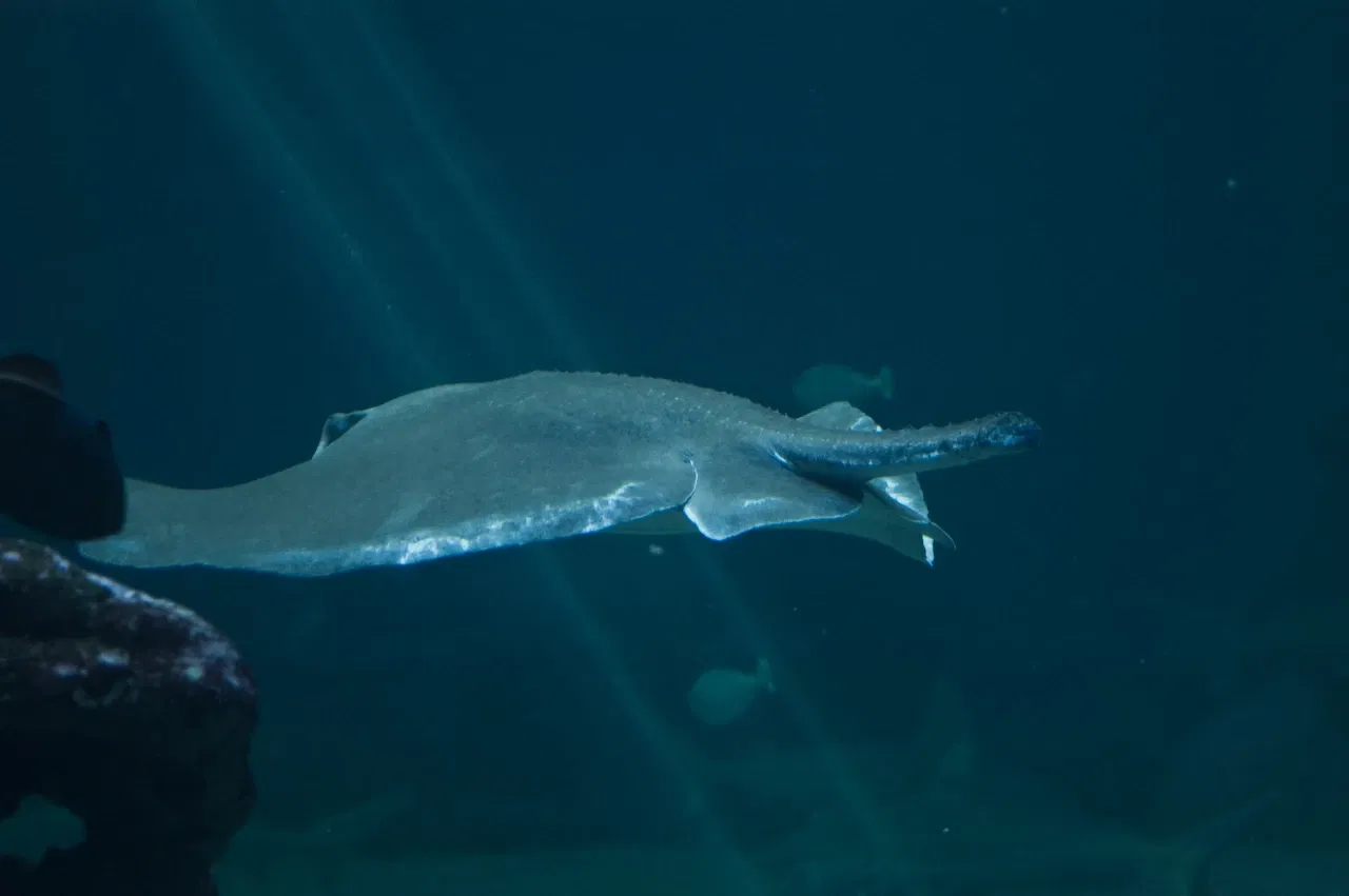Maui Ocean Center - Aquarium of Hawai'i