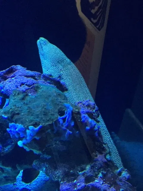 Maui Ocean Center - Aquarium of Hawai'i