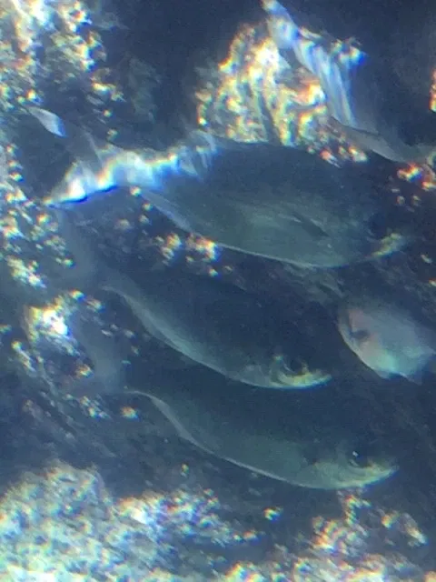 Maui Ocean Center - Aquarium of Hawai'i