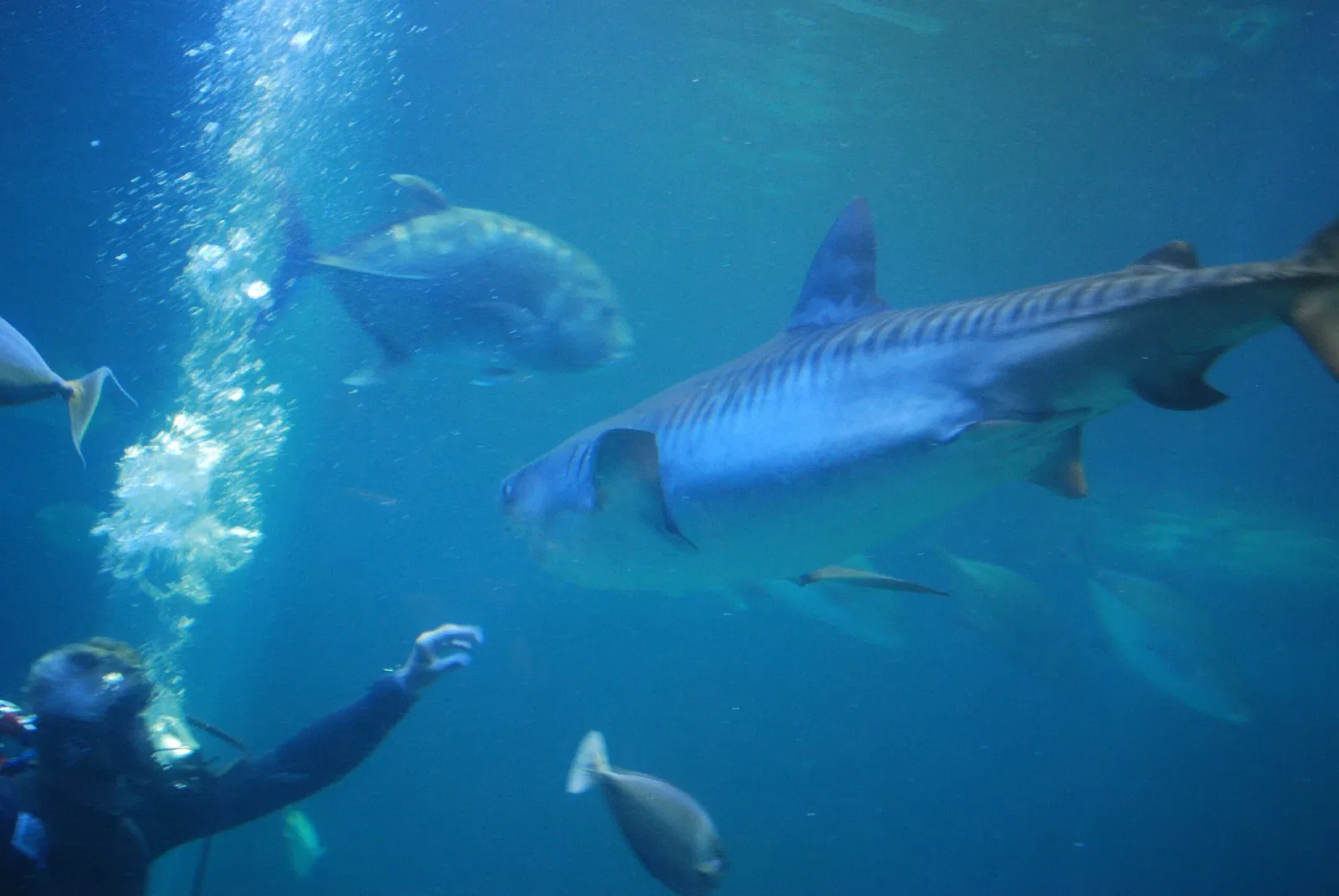 Maui Ocean Center - Aquarium of Hawai'i