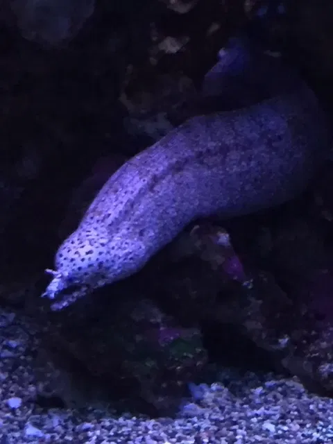 Maui Ocean Center - Aquarium of Hawai'i