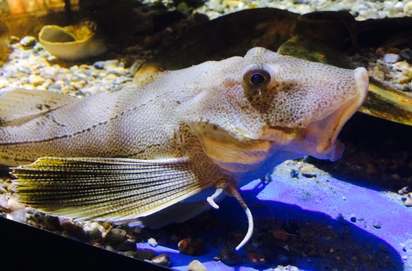 Woods Hole Science Aquarium