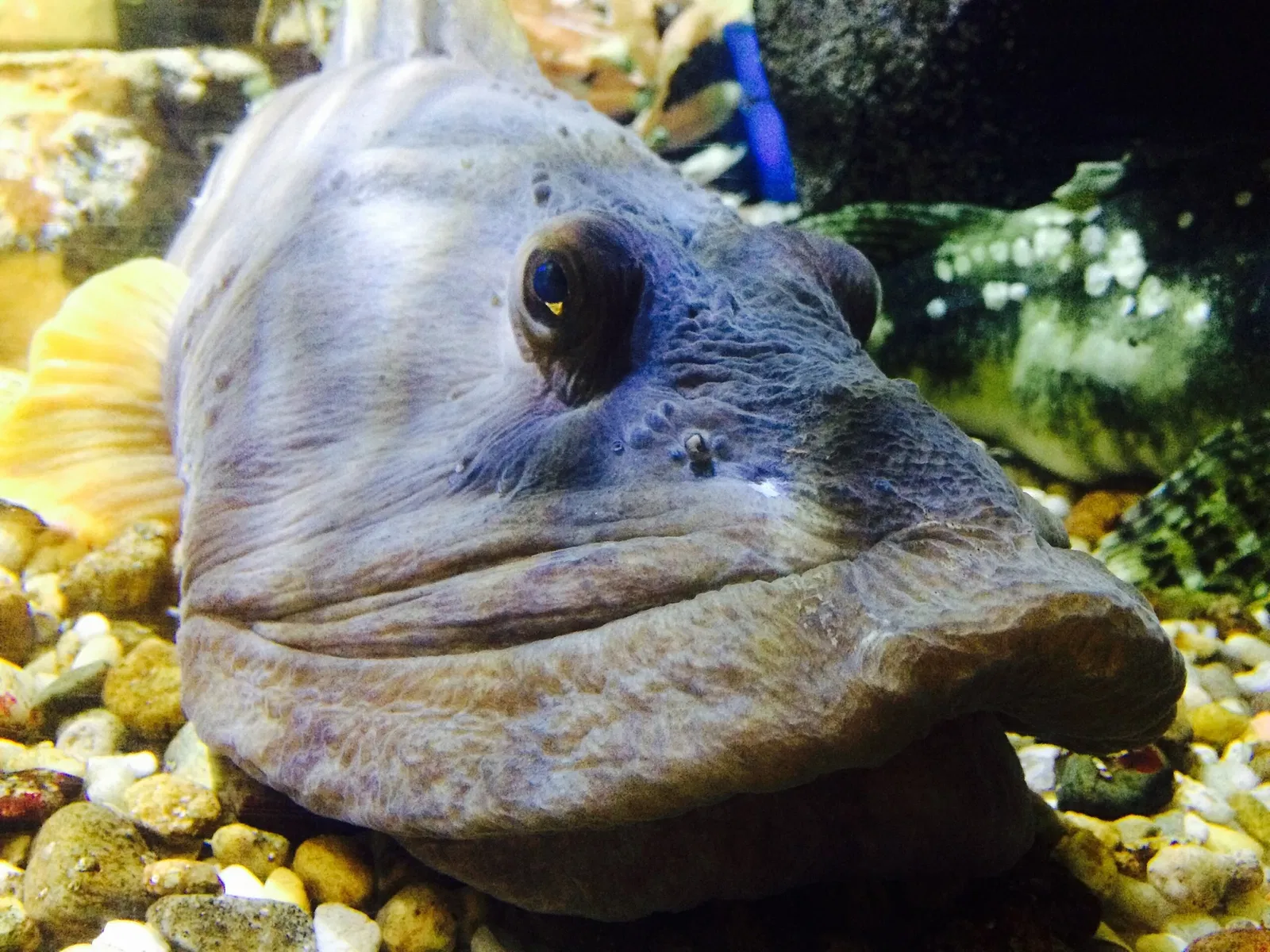 Woods Hole Science Aquarium