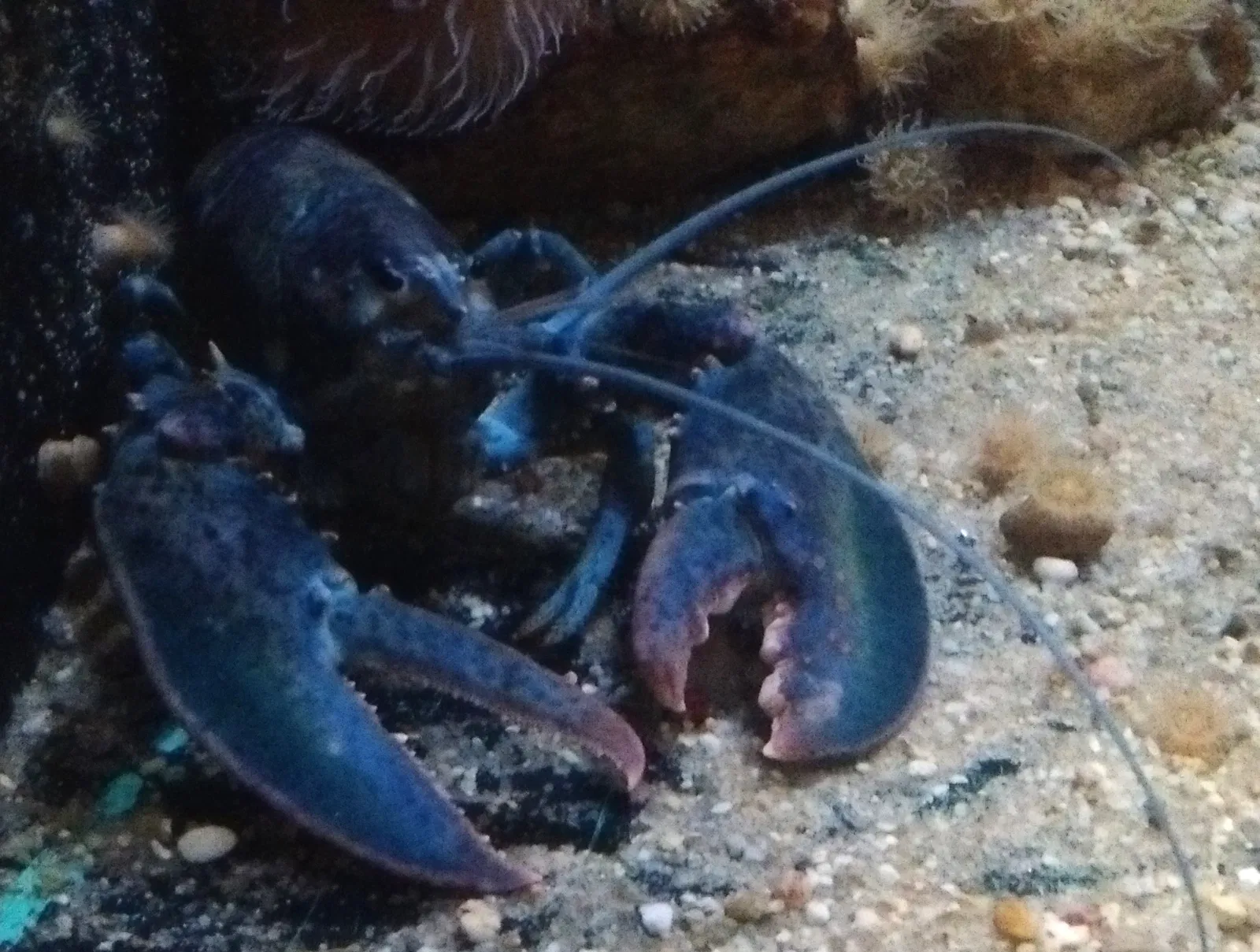 Woods Hole Science Aquarium
