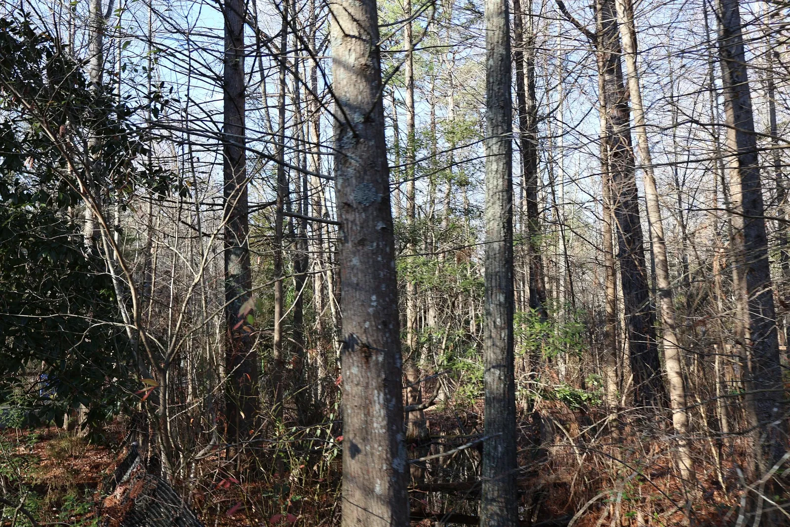 Zoológico de Carolina del Norte