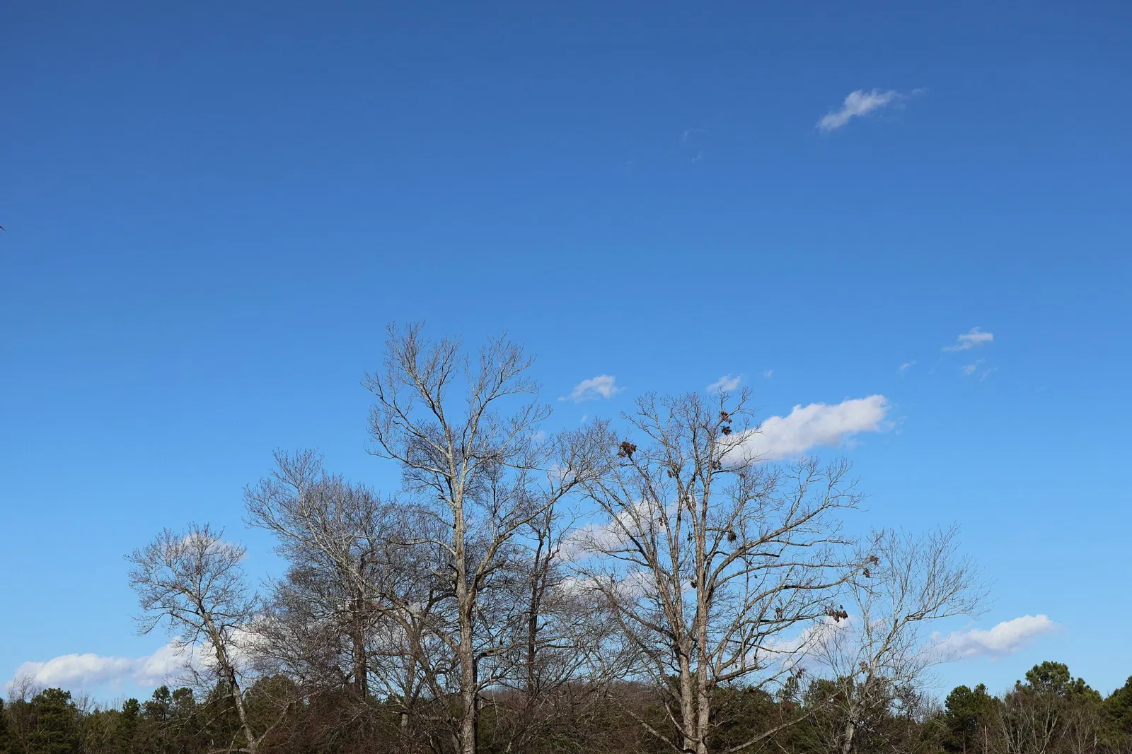 North Carolina Zoological Park