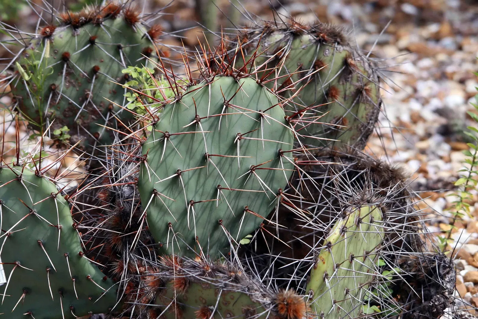 Zoológico de Carolina del Norte
