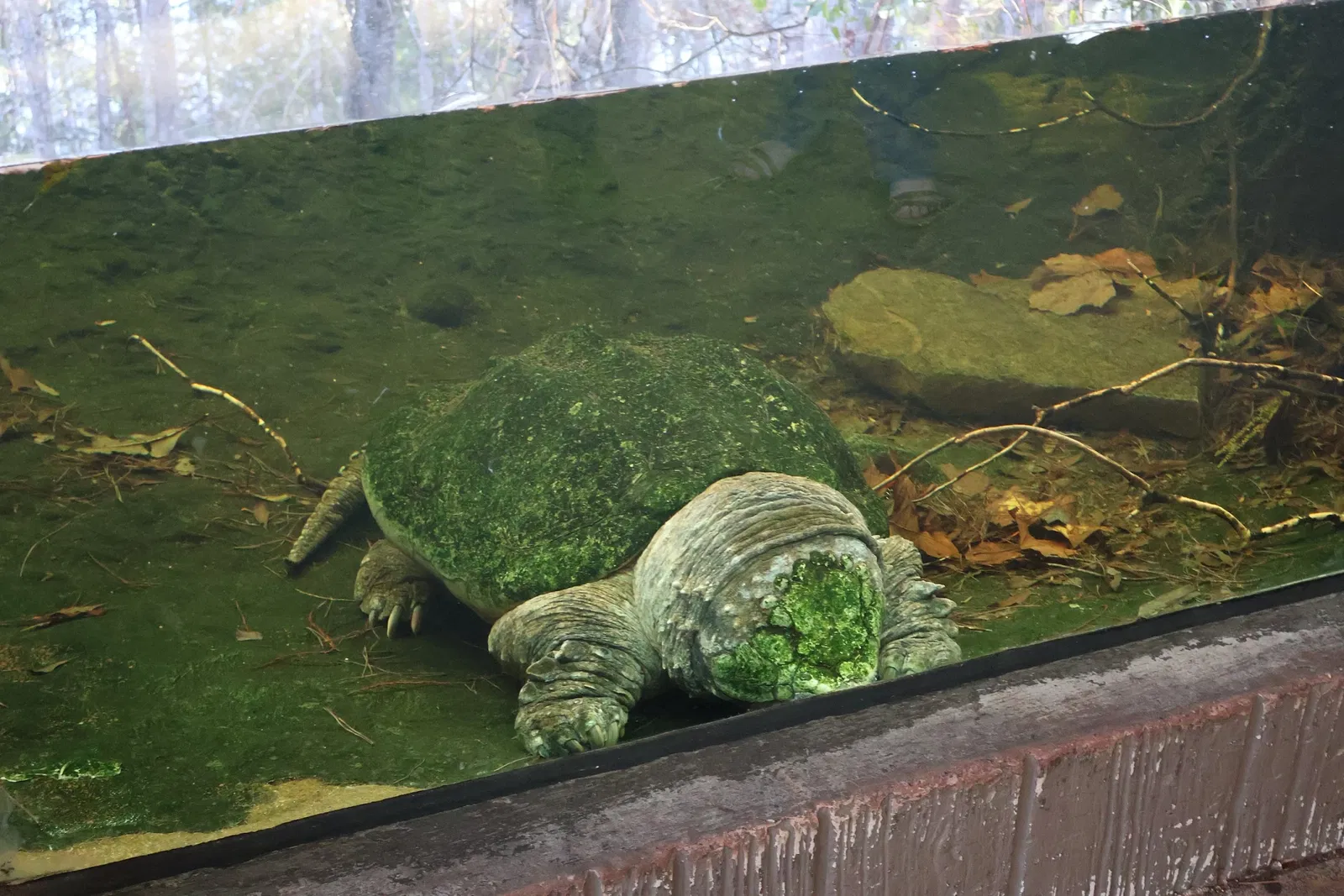 North Carolina Zoological Park