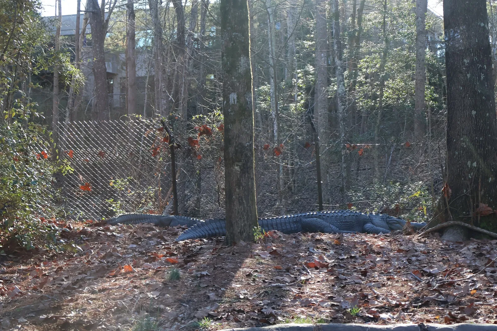 North Carolina Zoo