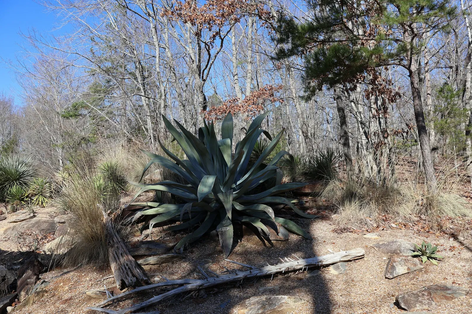 Zoo de Caroline du Nord