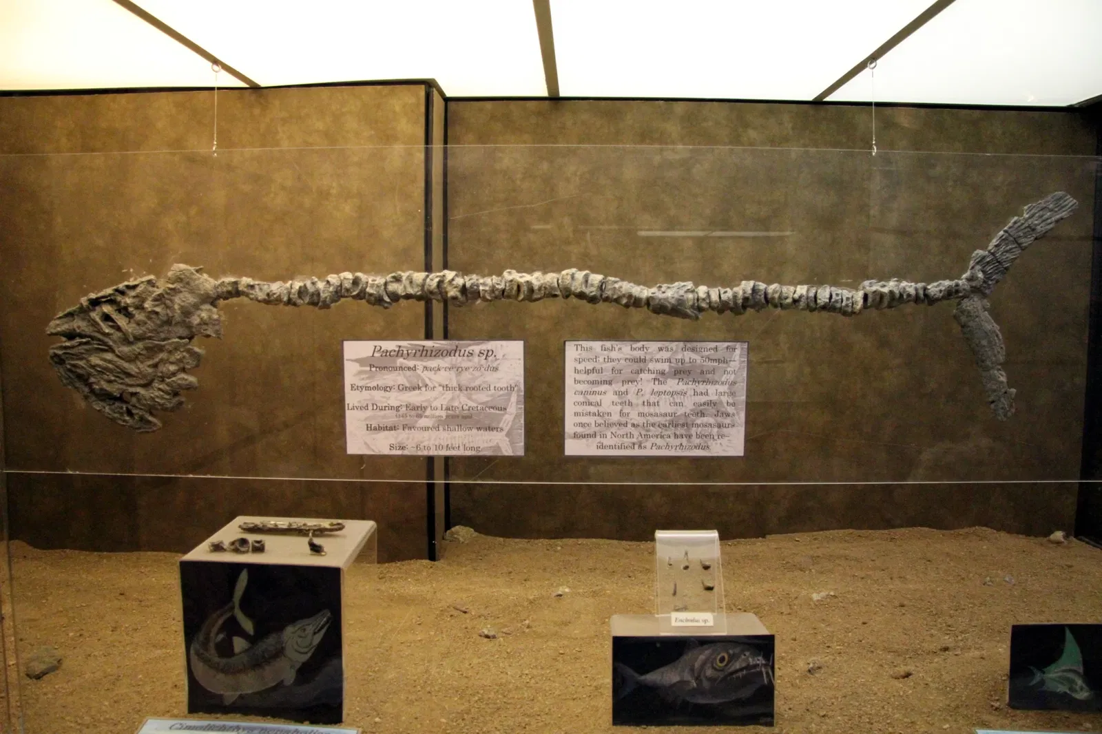 Canadian Fossil Discovery Centre