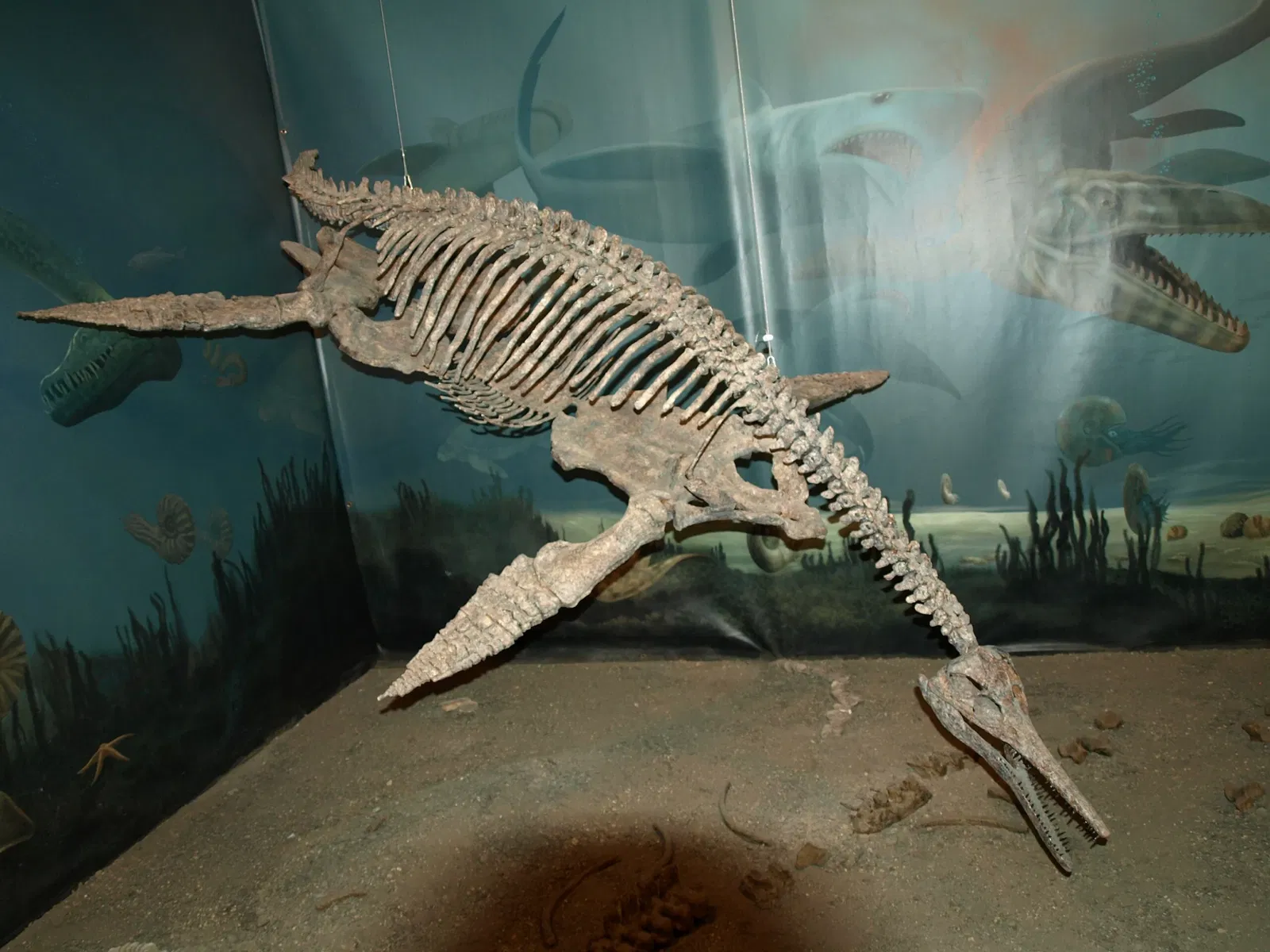 Canadian Fossil Discovery Centre