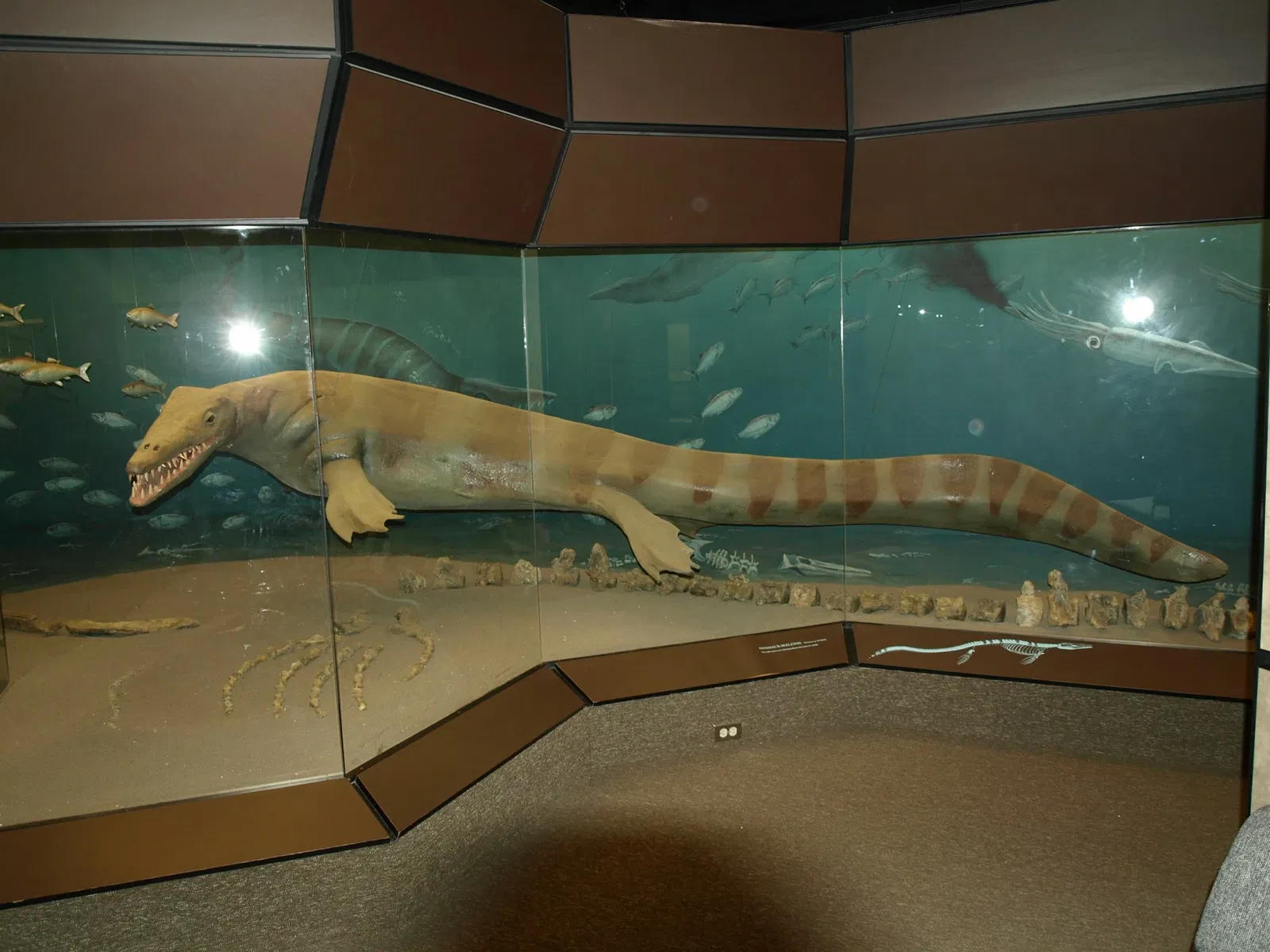 Canadian Fossil Discovery Centre