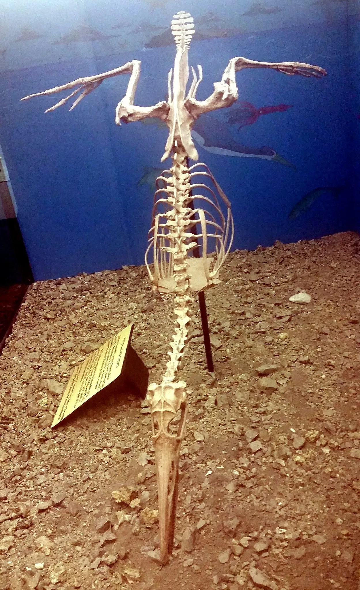 Canadian Fossil Discovery Centre