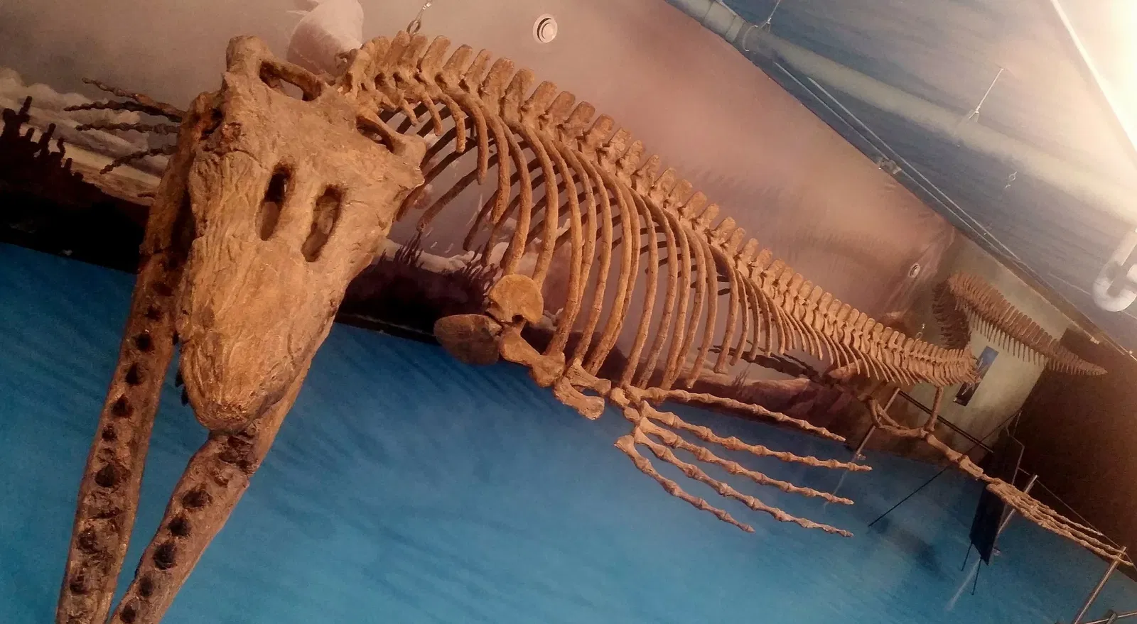 Canadian Fossil Discovery Centre