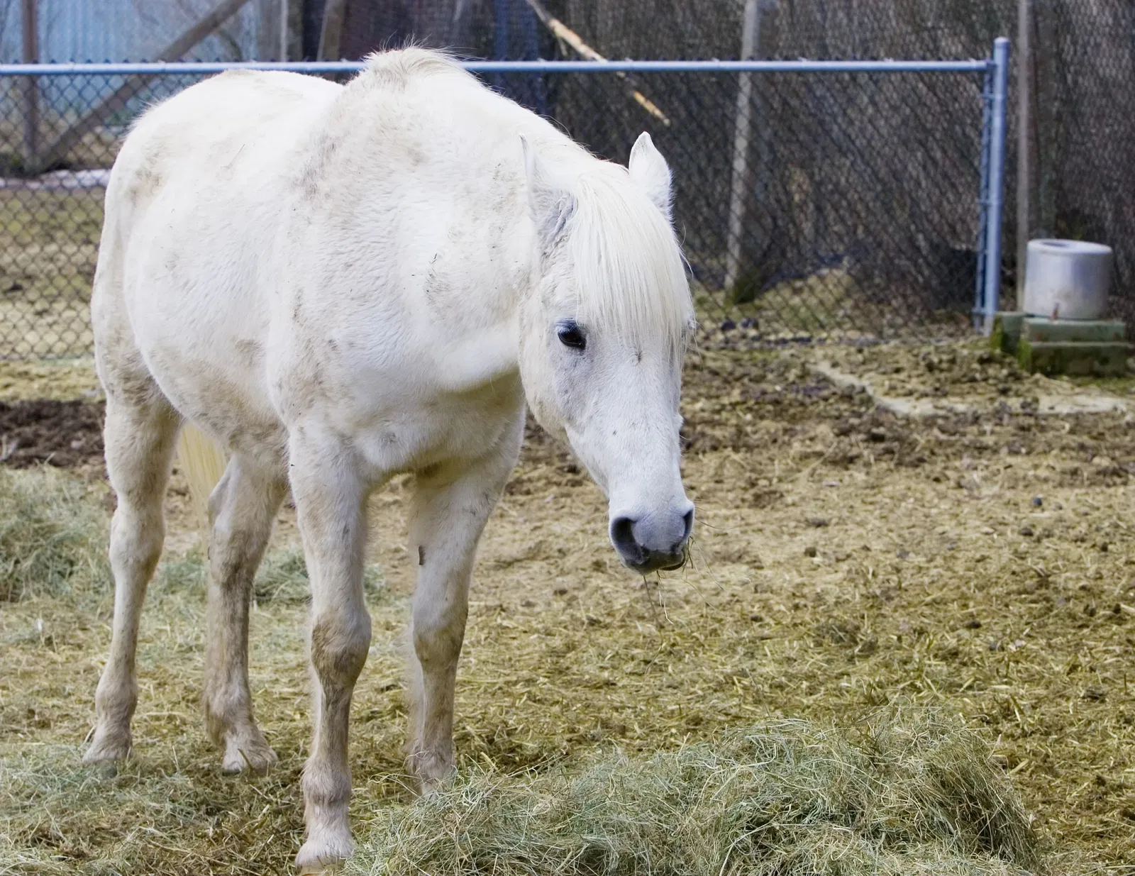 Zoológico de Magnetic Hill