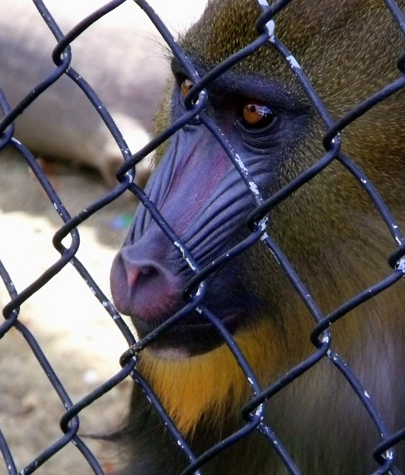 Zoológico de Magnetic Hill