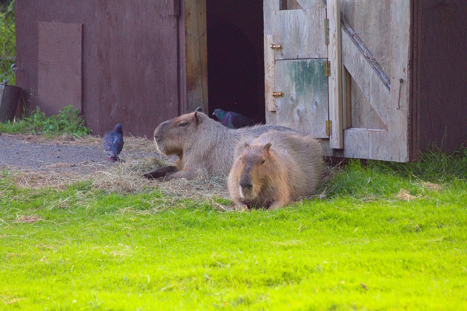 Zoológico de Magnetic Hill