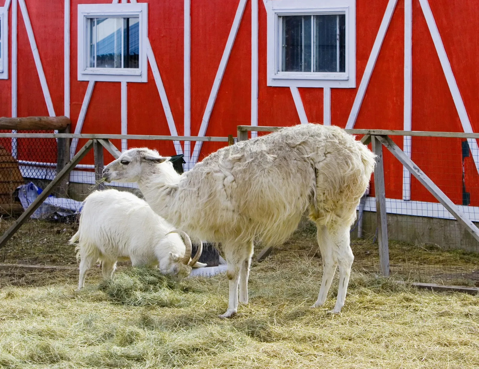 Zoológico de Magnetic Hill