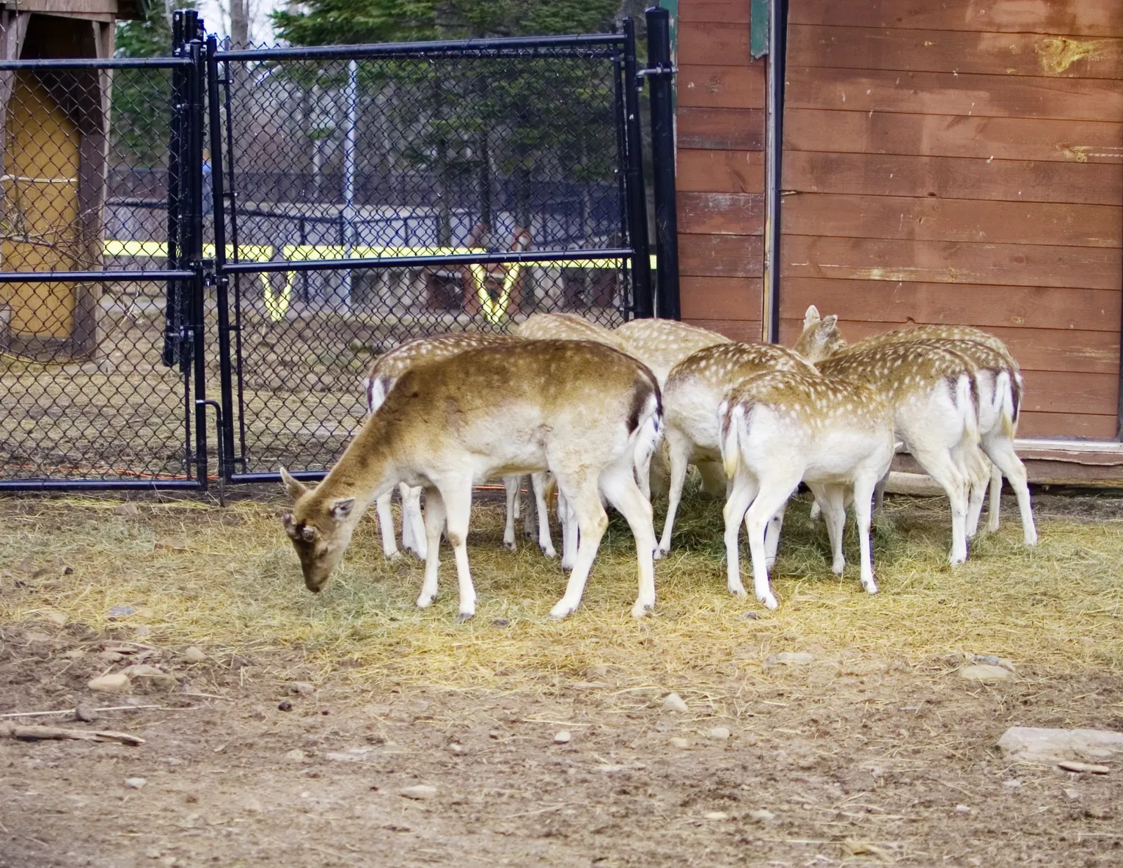 Zoológico de Magnetic Hill