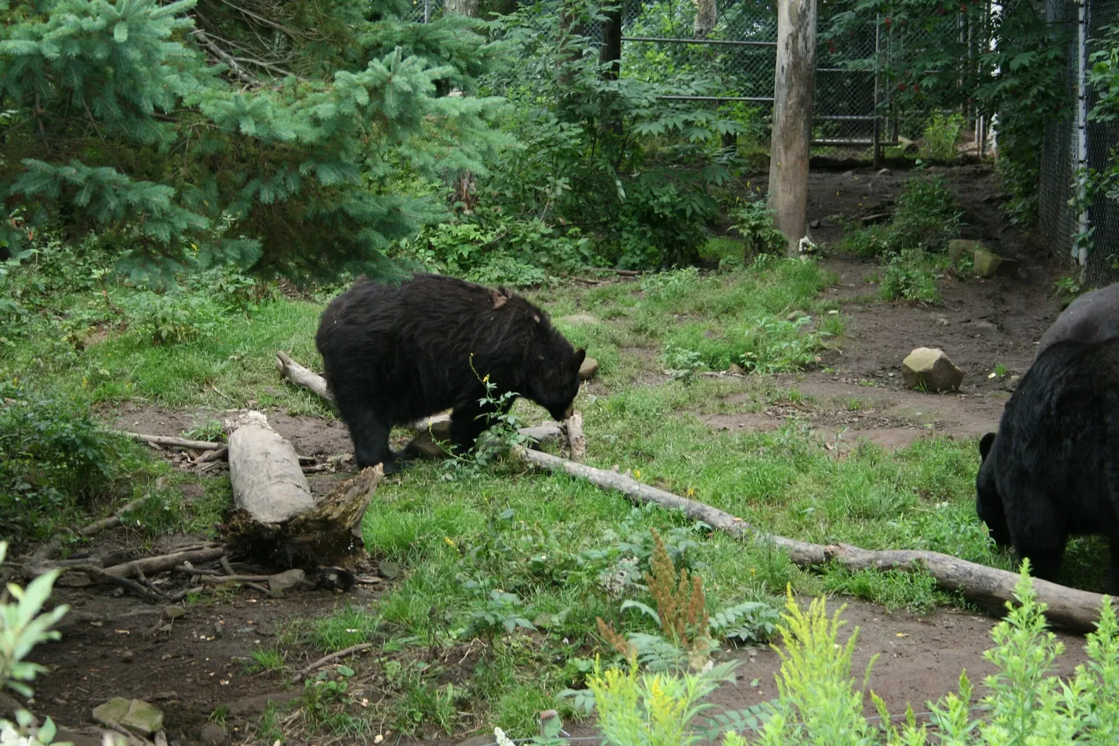 Zoológico de Magnetic Hill