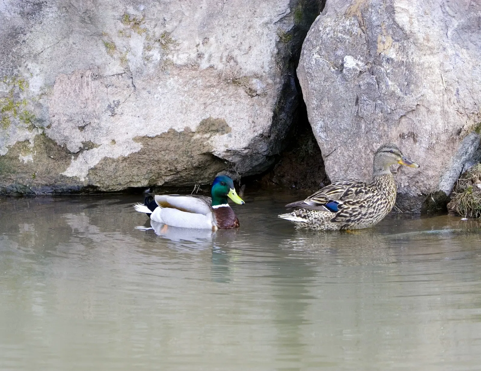 Zoológico de Magnetic Hill
