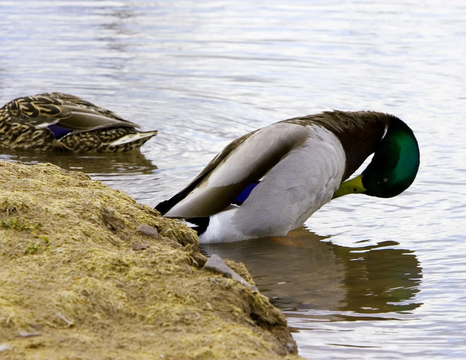 Zoológico de Magnetic Hill