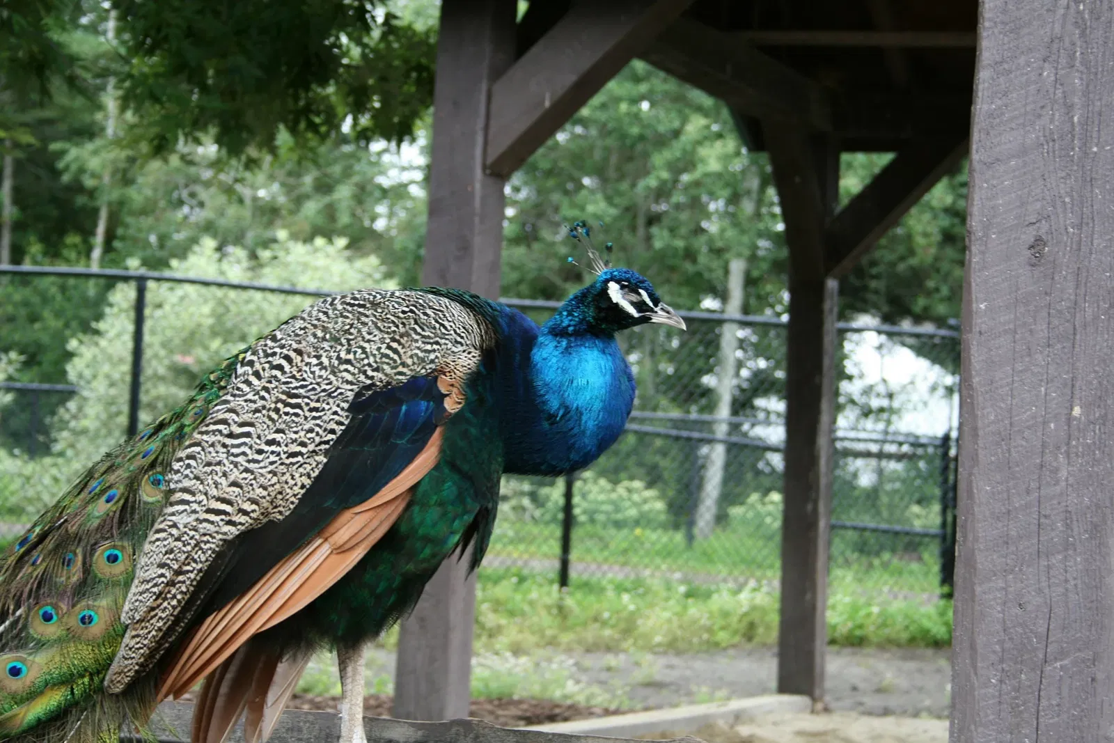 Zoológico de Magnetic Hill