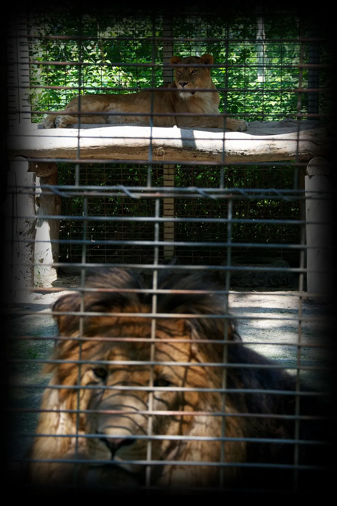 Elmvale Jungle Zoo