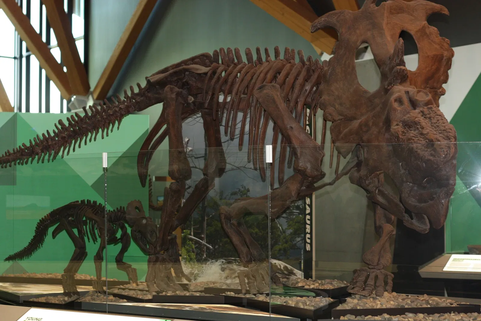 Philip J. Currie Dinosaur Museum