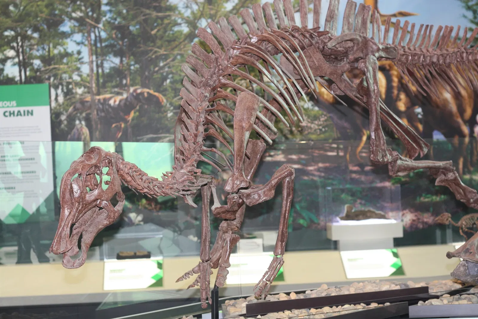 Philip J. Currie Dinosaur Museum