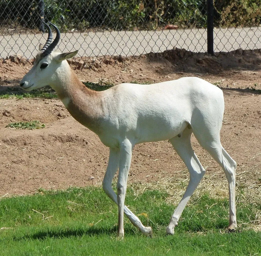 Wildlife World Zoo