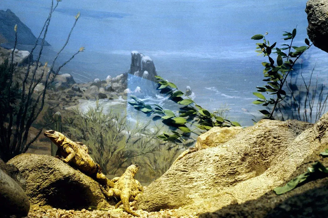 Arizona-sonora Desert Museum