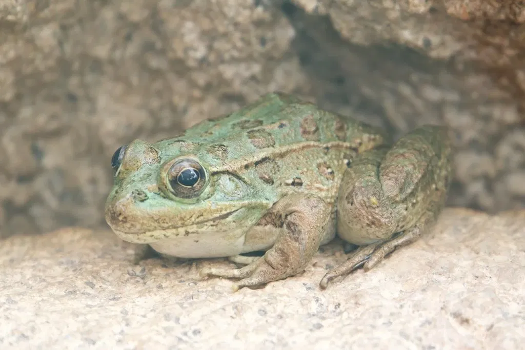 Arizona-sonora Desert Museum
