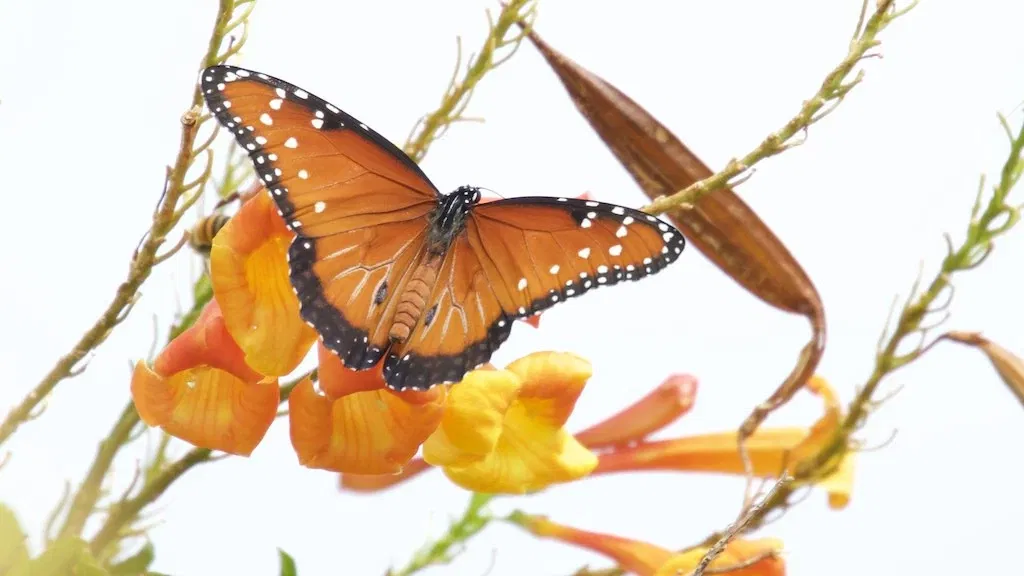 Arizona-sonora Desert Museum