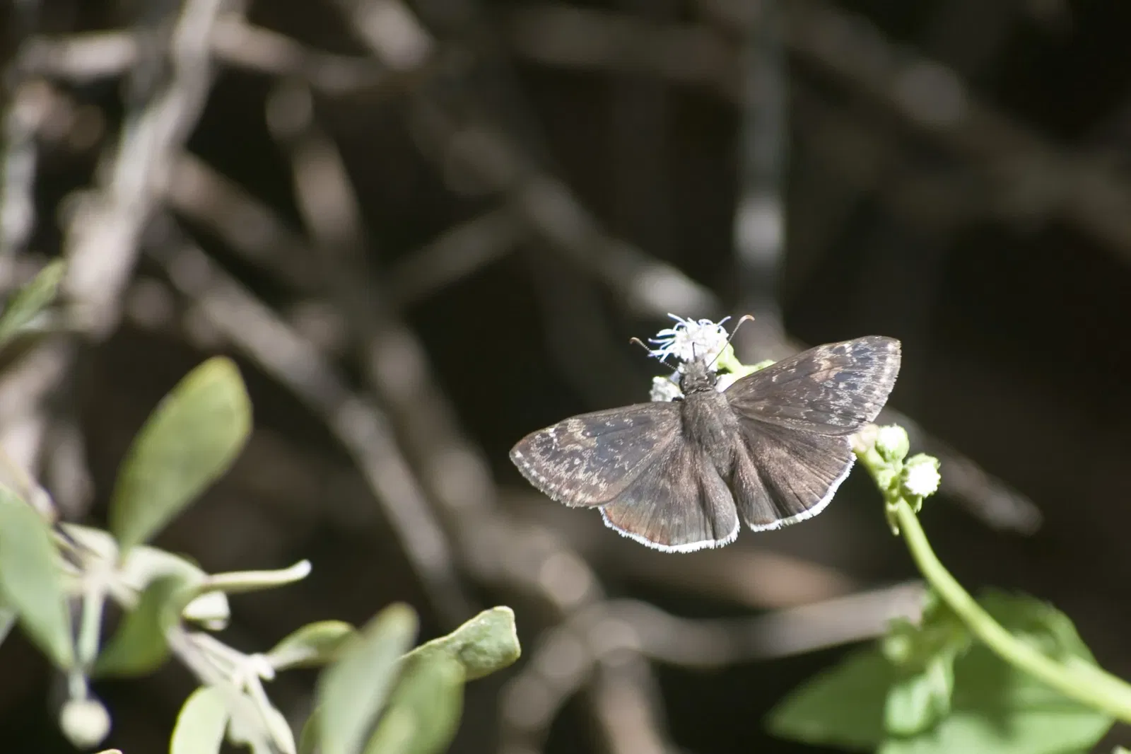 Arizona-sonora Desert Museum