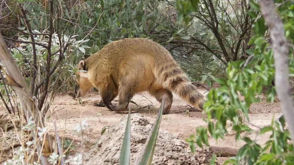 Arizona-sonora Desert Museum