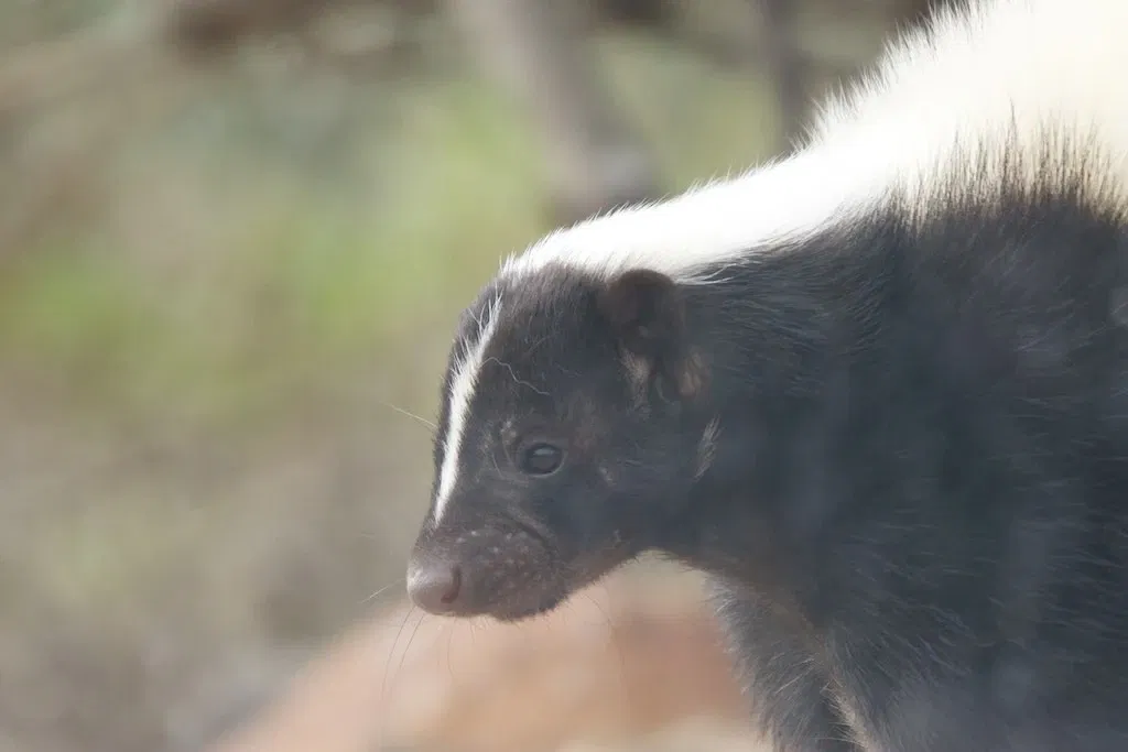 Arizona-sonora Desert Museum