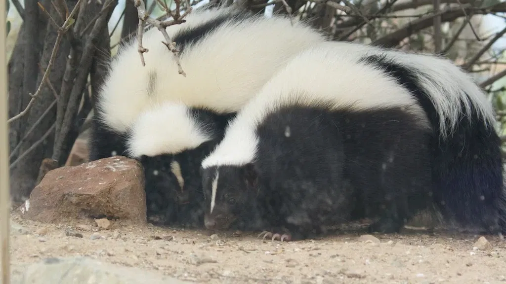 Arizona-sonora Desert Museum