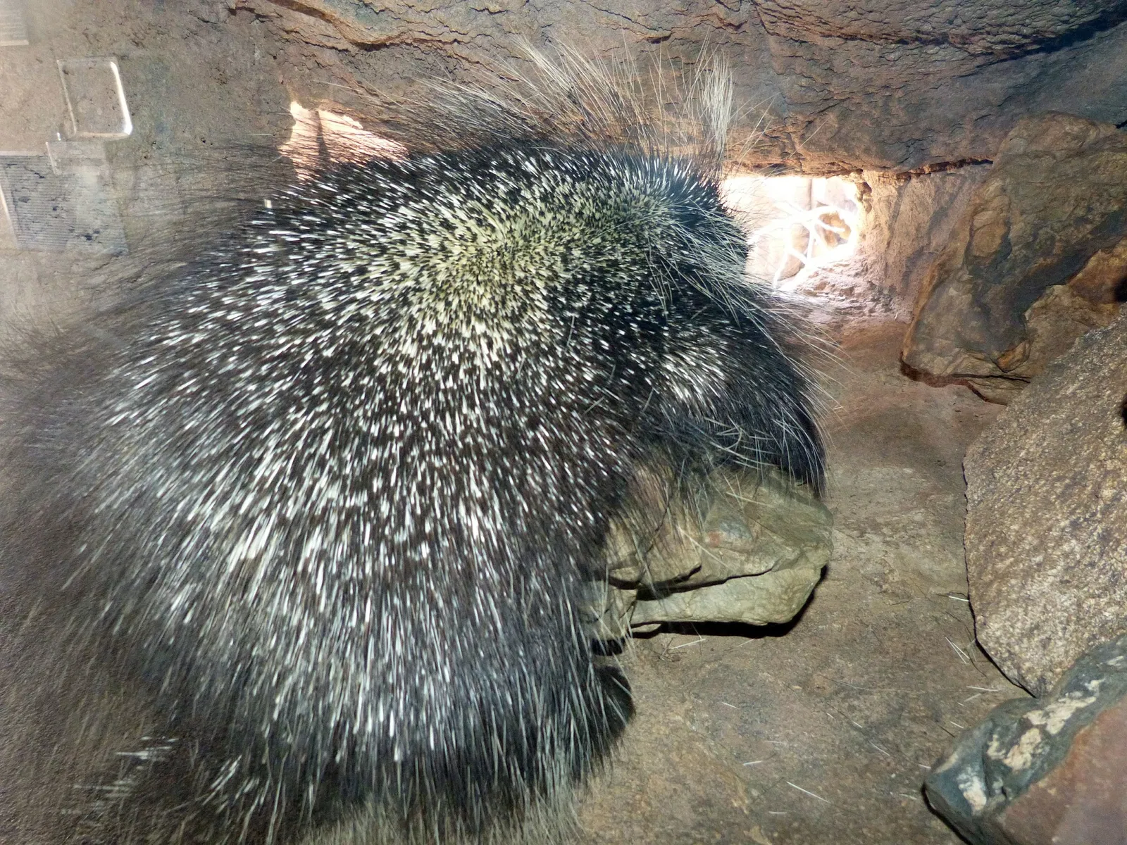 Arizona-sonora Desert Museum