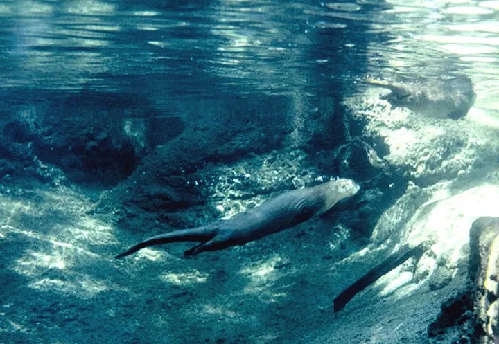 Museo del Desierto de Arizona-Sonora